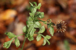 Image de Bidens