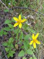 Image of Munondo bur-marigold