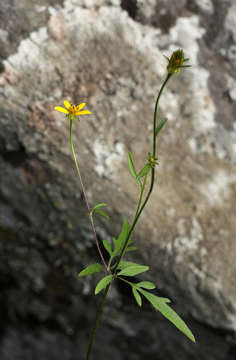 Image of Munondo bur-marigold