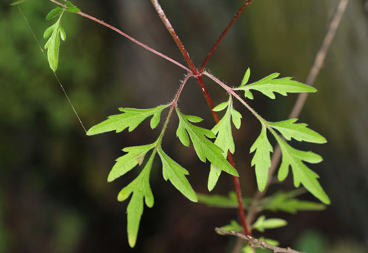 Image of Munondo bur-marigold