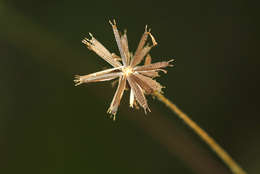 Image of Munondo bur-marigold