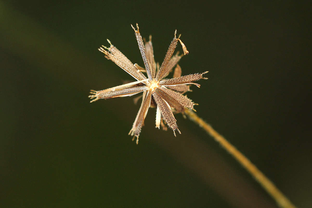 Image of Munondo bur-marigold