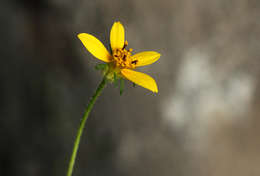 Image of Munondo bur-marigold