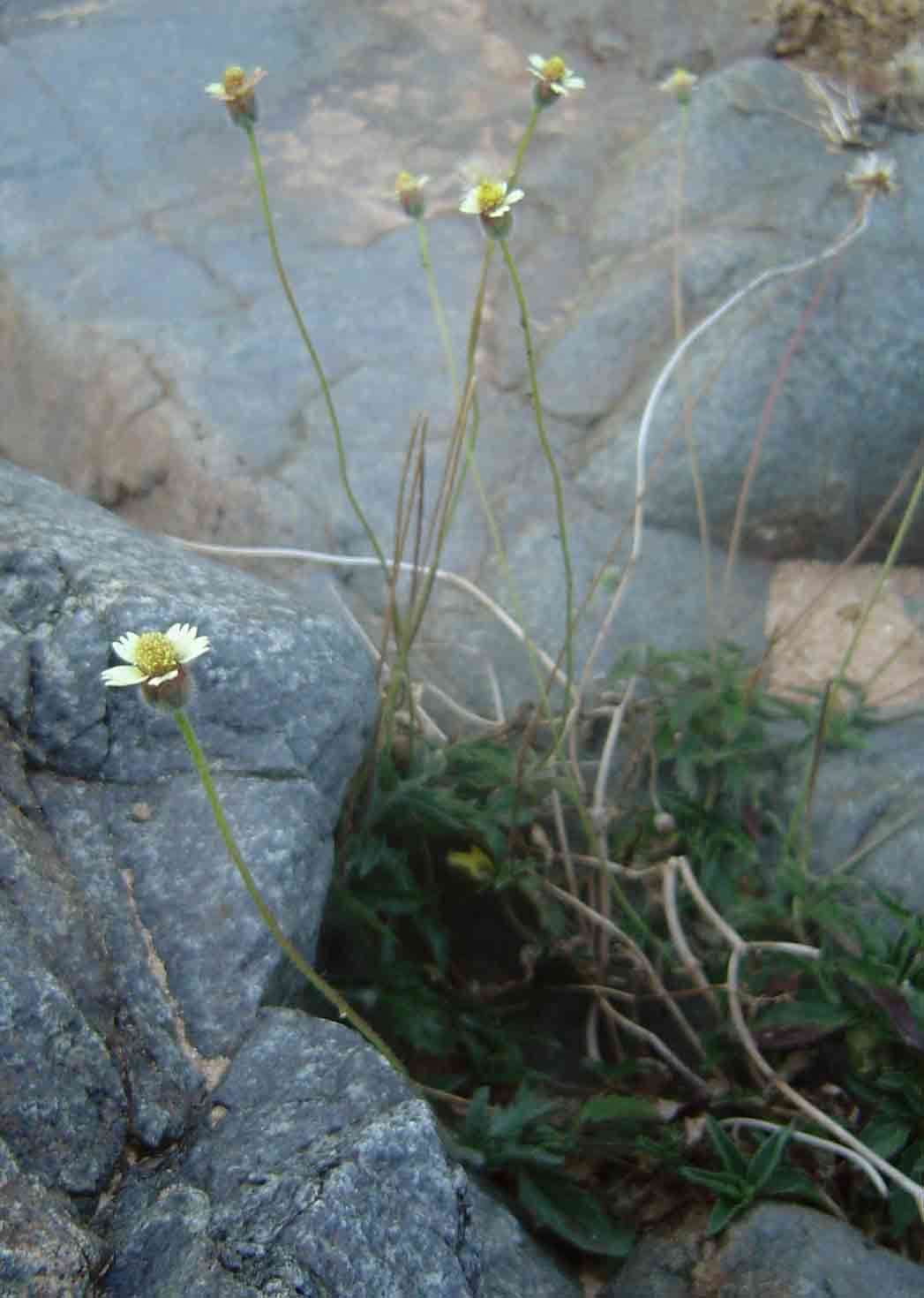 Image of tridax