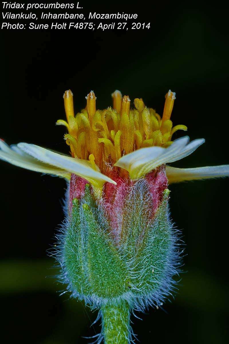 Image de Tridax