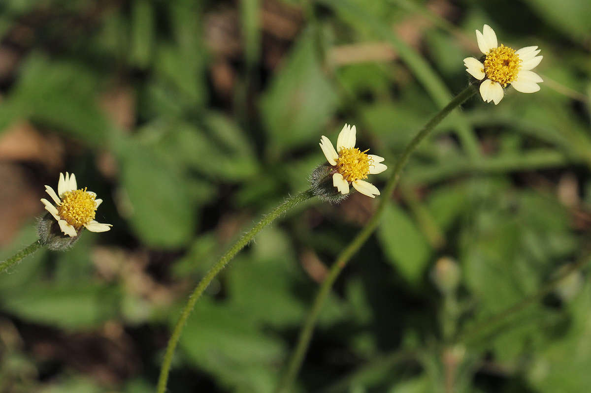 Image of tridax