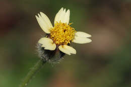 Image of tridax