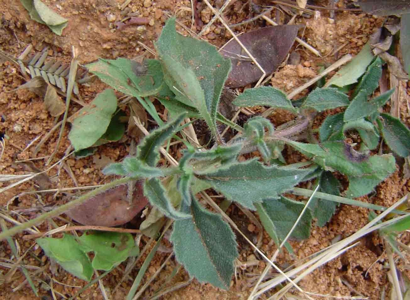 Image de Tridax