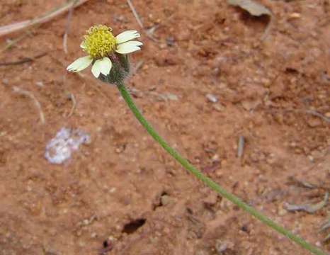 Image de Tridax