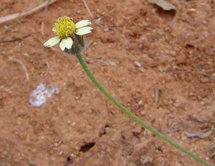 Image of tridax