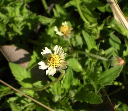 Image de Tridax