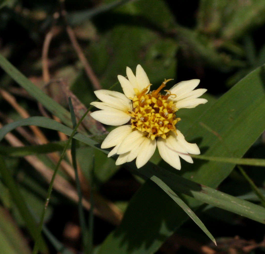 Image of tridax