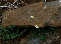 Image de Tridax