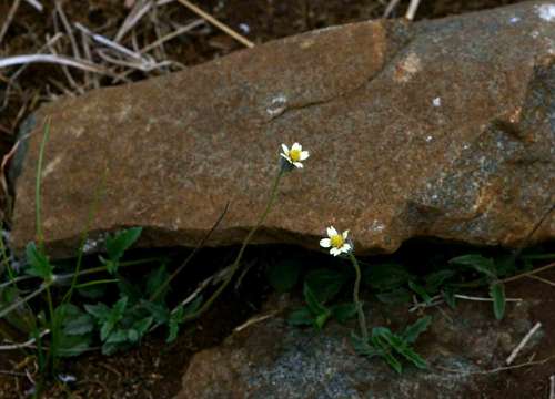 Image de Tridax