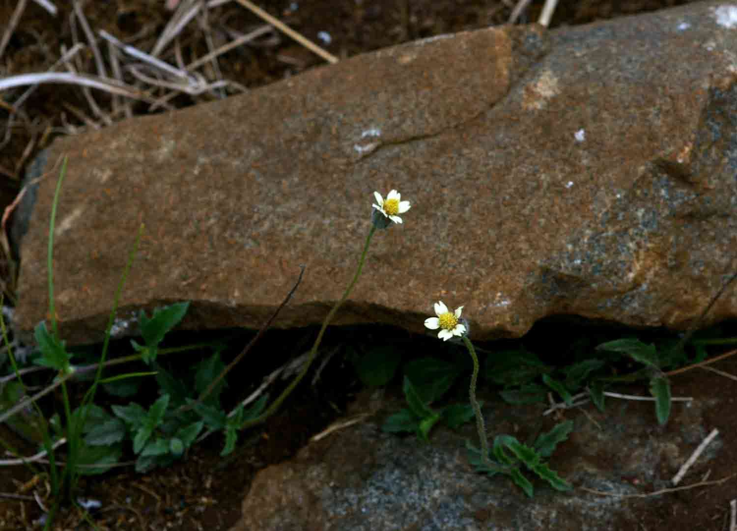 Sivun Tridax kuva