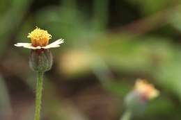 Image of tridax