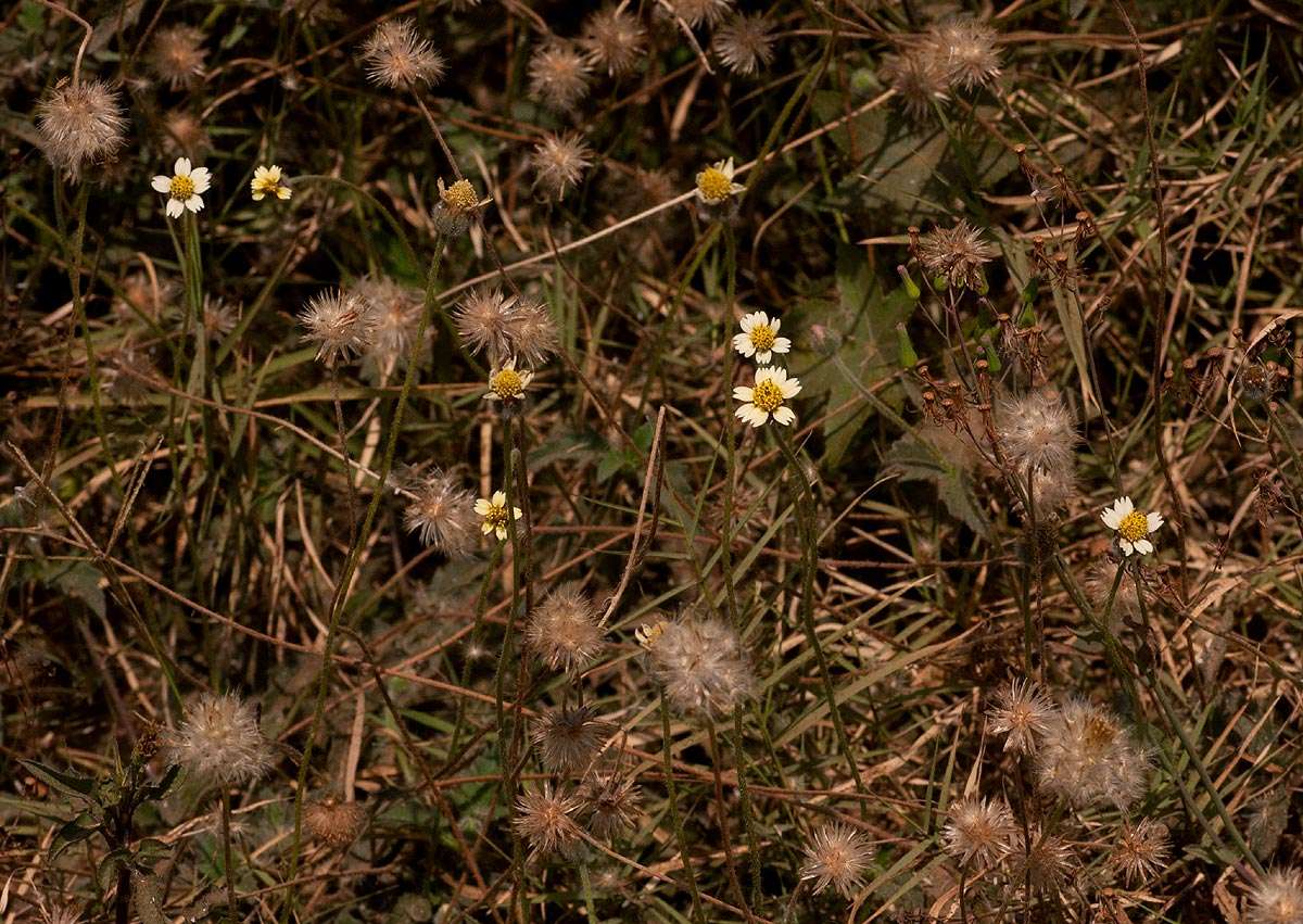 Image de Tridax