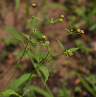 Image of gallant soldier