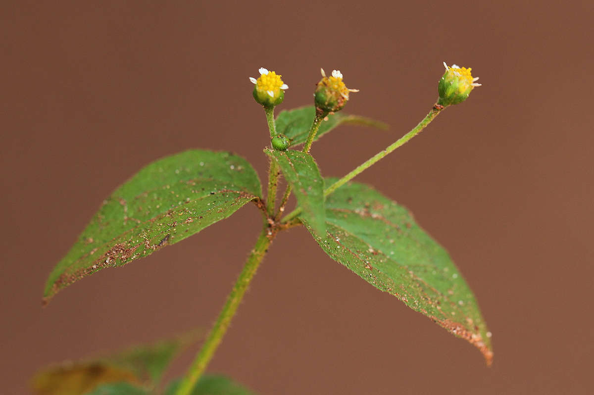 Image of gallant soldier