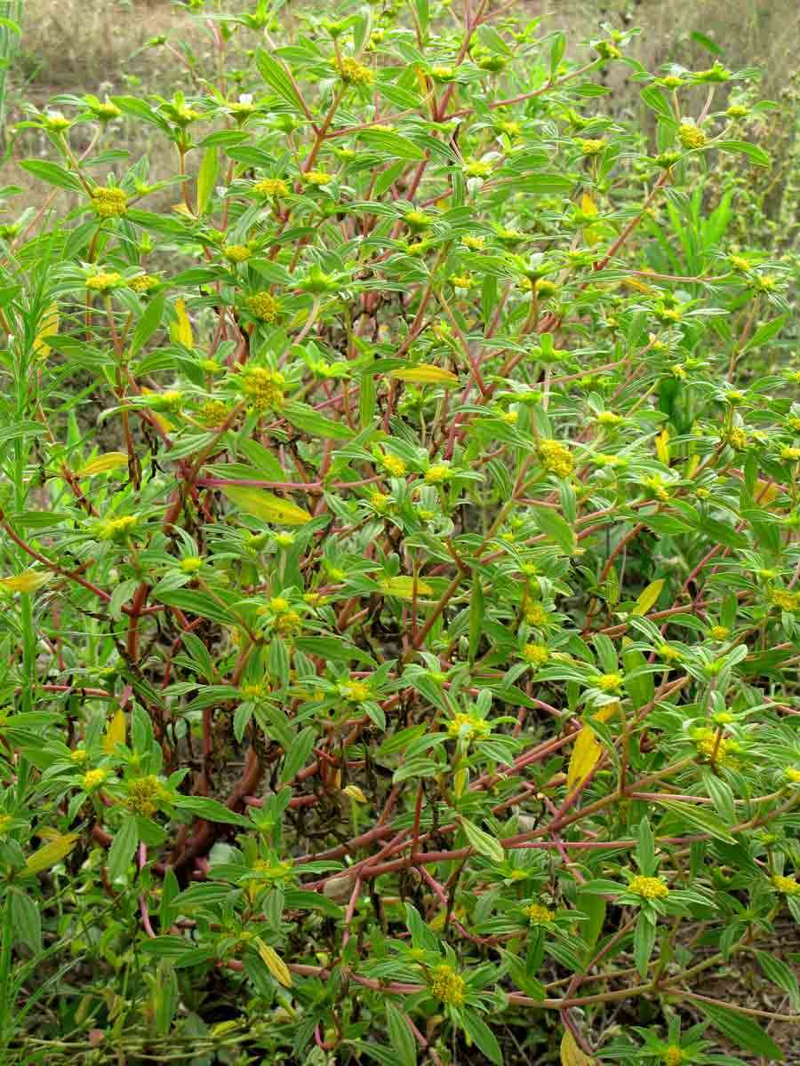 Image of clustered yellowtops