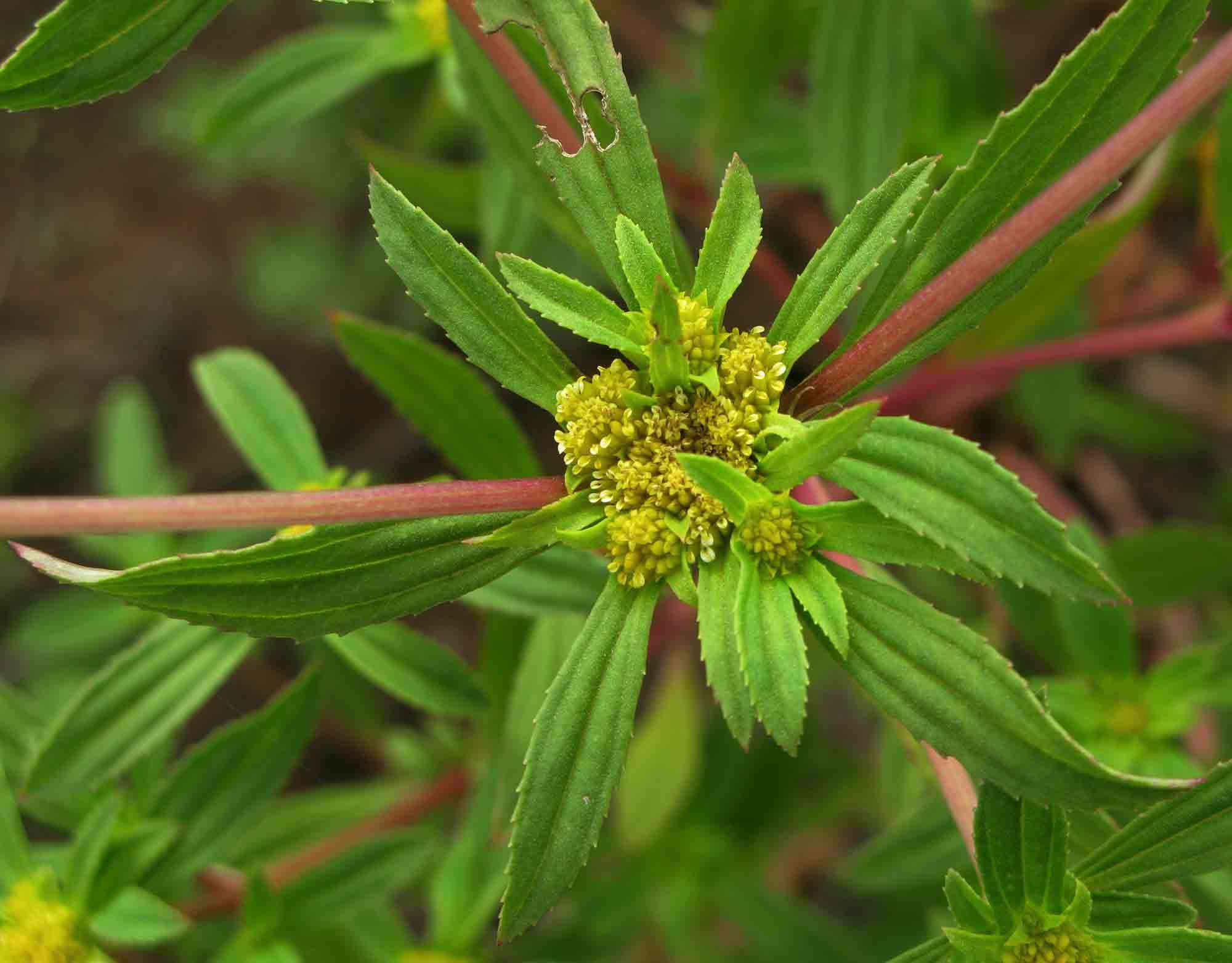 Image of clustered yellowtops