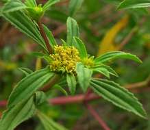 Image of clustered yellowtops