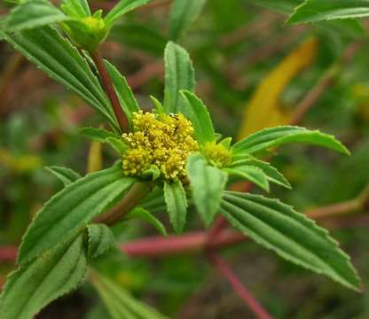 Image of clustered yellowtops