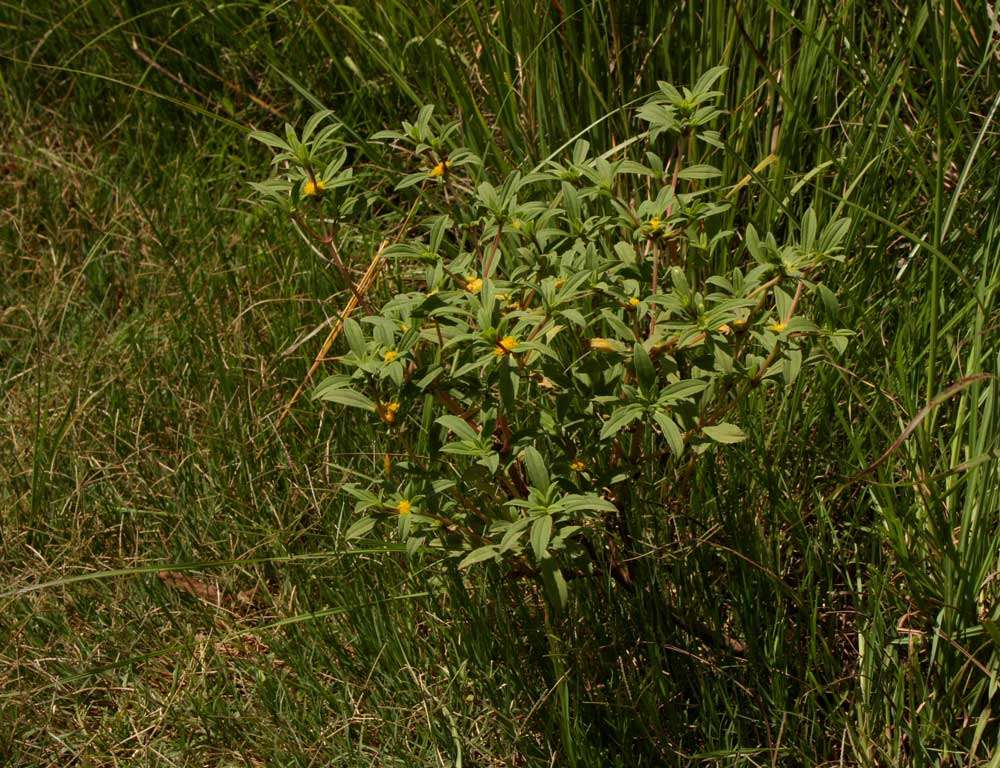 Image of clustered yellowtops