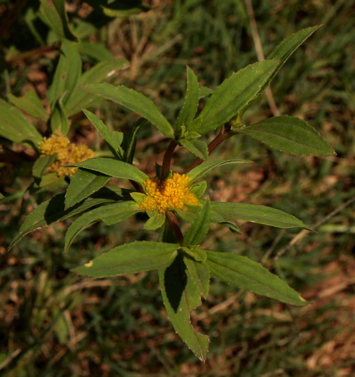 Image of clustered yellowtops