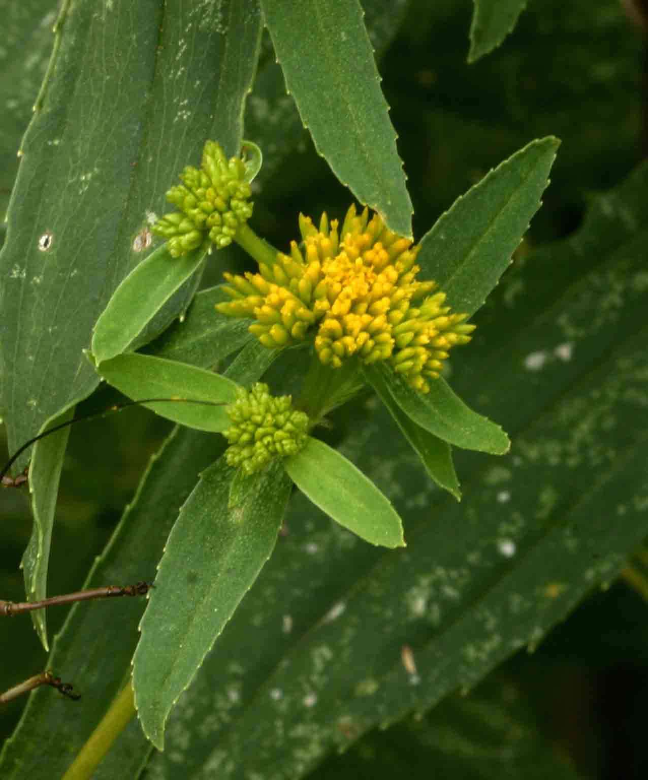 Image of clustered yellowtops