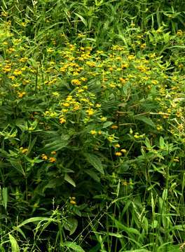 Image of clustered yellowtops