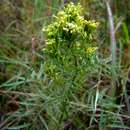 Tagetes minuta L. resmi