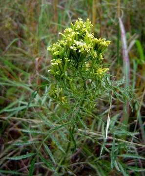 Plancia ëd Tagetes