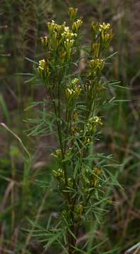 Image of marigold