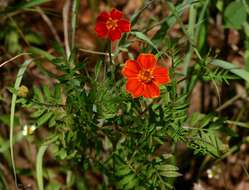 Plancia ëd Tagetes