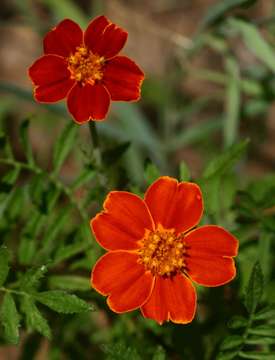 Plancia ëd Tagetes