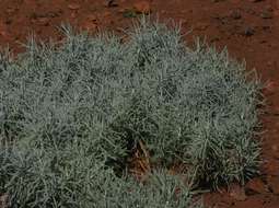 Image of lavender cotton