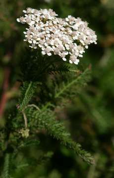 Image of yarrow