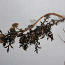Sivun Cotula anthemoides L. kuva