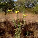 Image of Schistostephium crataegifolium (DC.) Fenzl ex Harv. & Sond.