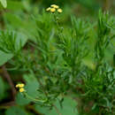 Image of Schistostephium crataegifolium (DC.) Fenzl ex Harv. & Sond.