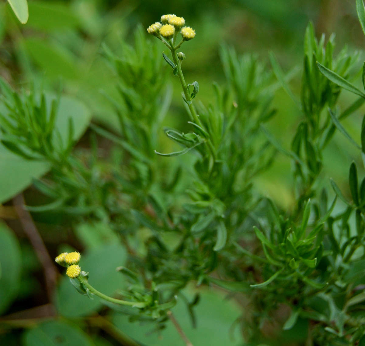 Слика од Schistostephium