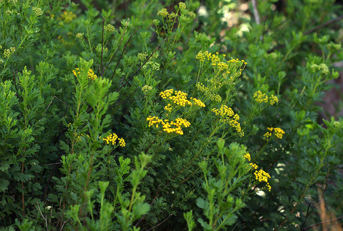 Слика од Schistostephium