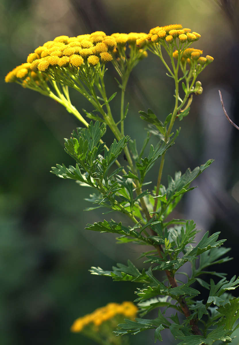 Слика од Schistostephium