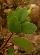 Image of Tuft flower