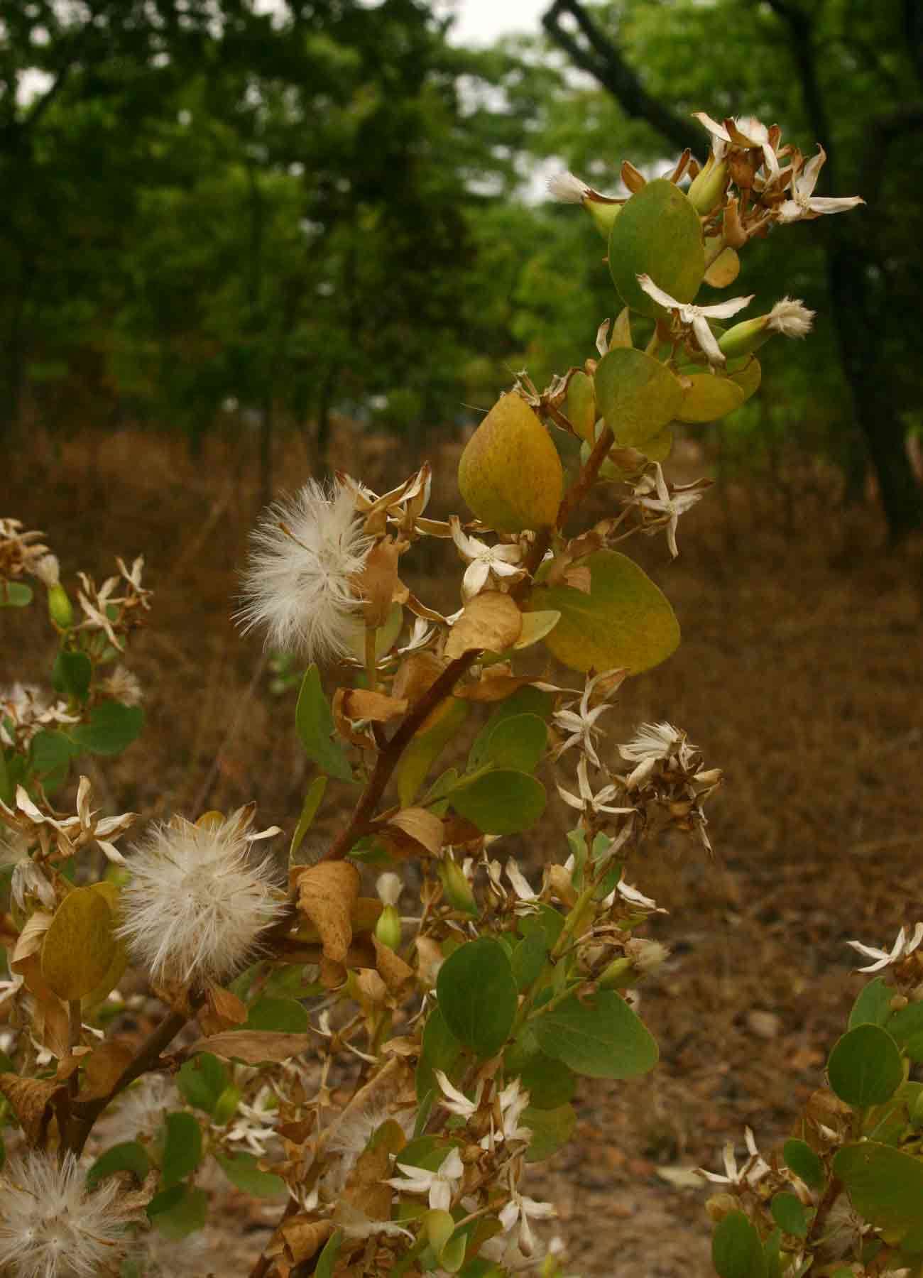 Image of Tuft flower