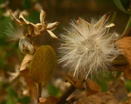 Image of Lopholaena coriifolia (Sond.) Phillips & C. A. Smith