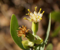 Image of Tuft flower