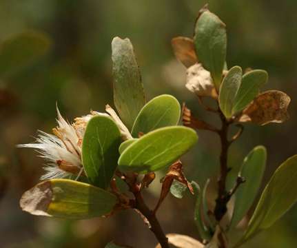 Image of Lopholaena coriifolia (Sond.) Phillips & C. A. Smith