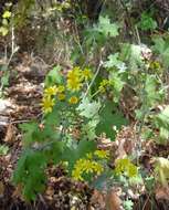 Plancia ëd <i>Cineraria <i>mazoensis</i></i> S. Moore var. mazoensis